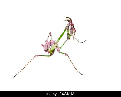 Insecte Mantis avec coloration de cour en priant la posture isolated on white Banque D'Images