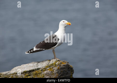 Goéland marin Larus marinus perché sur rock Arnol réserve RSPB Loch na Muilne Isle Of Lewis Hébrides extérieures en Écosse Banque D'Images