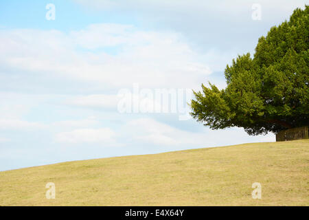Yew Tree encadrant le ciel sur un hillock vide dans la New Forest, with copy space Banque D'Images