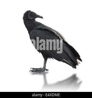 Urubu noir (Coragyps atratus) Banque D'Images