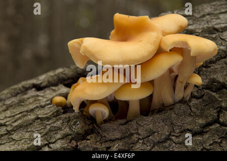 Les champignons growing on tree trunk Banque D'Images
