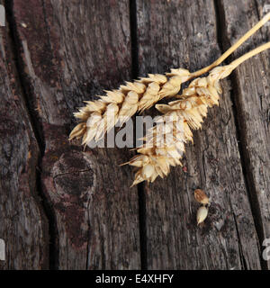 Deux épis de blé mûrs Banque D'Images