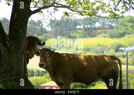 Les vaches sur la grande marche de Saint James, Jakobsweg, Camino de Santiago, Espagne, España, Spanien Banque D'Images