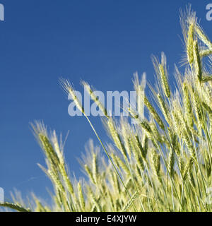 Champ de blé au printemps (Triticum) Banque D'Images