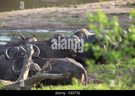 Troupeau de buffle, Syncerus caffer Banque D'Images