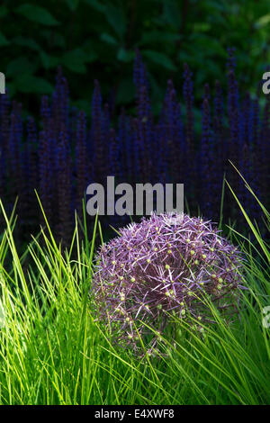 L'allium Christophii fleurs dans l'herbe haute. Étoile de Perse Banque D'Images