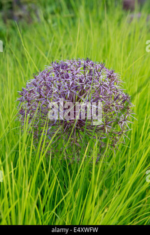 L'allium Christophii fleurs dans l'herbe haute. Étoile de Perse Banque D'Images