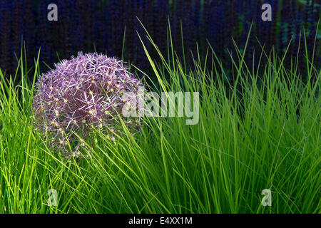 L'allium Christophii fleurs dans l'herbe haute. Étoile de Perse Banque D'Images