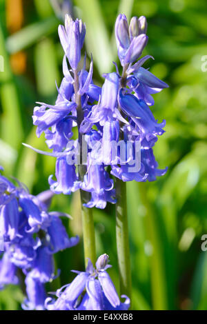 Bluebells in close up Banque D'Images