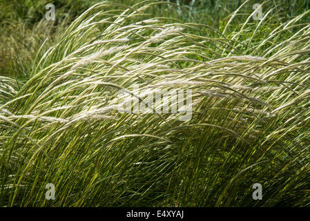 L'herbe Stipa ichu, nom commun d'herbe plumes péruvienne Banque D'Images