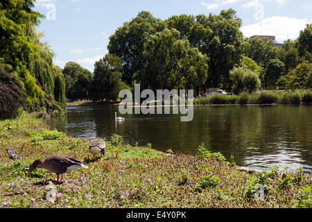 Vue sur St James's Park Lake, regard vers les bâtiments du Ministère de la Justice, de la ville de Westminster, Londres. Banque D'Images