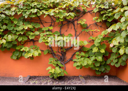 Vitis coignetiae. Crimson glory vine contre un mur orange Banque D'Images