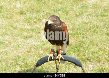 Hawk brun perché Banque D'Images