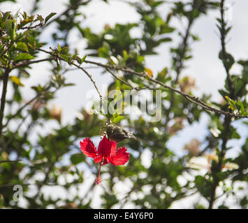 White-eye japonais d'alimentation Banque D'Images