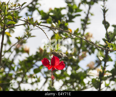 Japanese White-eye Banque D'Images