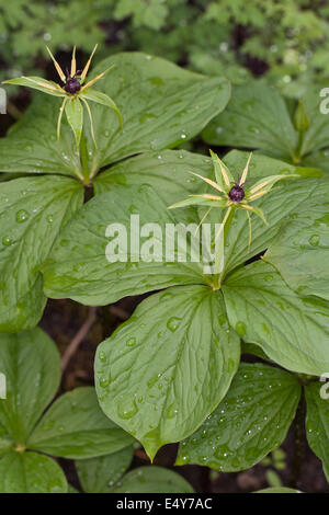 Herb Paris, une baie, Vierblättrige Einbeere, Paris quadrifolia Banque D'Images