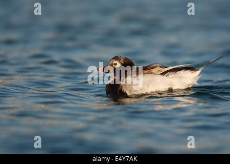 Canard à longue queue, le harelde kakawi, l'harelde kakawi canard, femme, Eisente, Eis-Ente, Weibchen, Clangula hyemalis, Meeresente Meerente, Banque D'Images