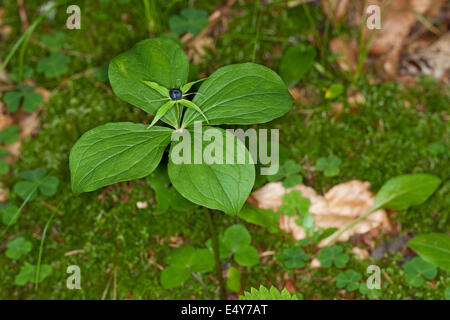 Herb Paris, une baie, fruits, Vierblättrige Einbeere, Frucht, Paris quadrifolia, Beere Banque D'Images