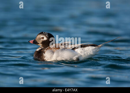 Canard à longue queue, le harelde kakawi, l'harelde kakawi canard, femme, Eisente, Eis-Ente, Weibchen, Clangula hyemalis, Meeresente Meerente, Banque D'Images