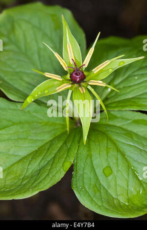 Herb Paris, une baie, Vierblättrige Einbeere, Paris quadrifolia Banque D'Images