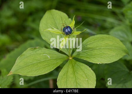 Herb Paris, une baie, fruits, Vierblättrige Einbeere, Frucht, Paris quadrifolia, Beere Banque D'Images