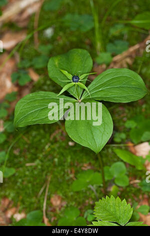 Herb Paris, une baie, fruits, Vierblättrige Einbeere, Frucht, Paris quadrifolia, Beere Banque D'Images