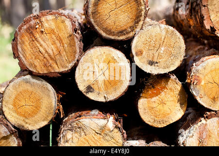 Grumes de bois en forêt Banque D'Images