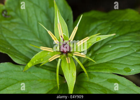 Herb Paris, une baie, Vierblättrige Einbeere, Paris quadrifolia Banque D'Images