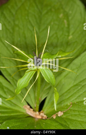 Herb Paris, une baie, Vierblättrige Einbeere, Paris quadrifolia Banque D'Images