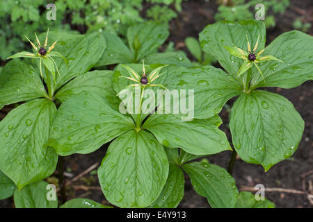 Herb Paris, une baie, Vierblättrige Einbeere, Paris quadrifolia Banque D'Images