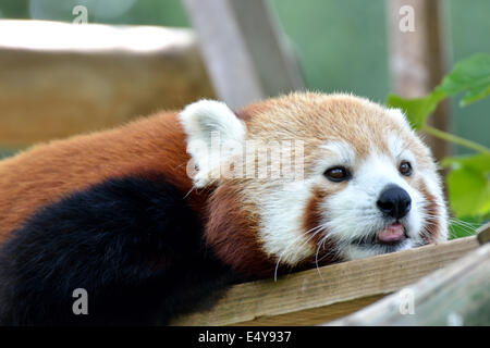 Panda couché au soleil Banque D'Images