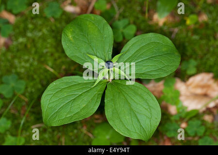 Herb Paris, une baie, fruits, Vierblättrige Einbeere, Frucht, Paris quadrifolia, Beere Banque D'Images