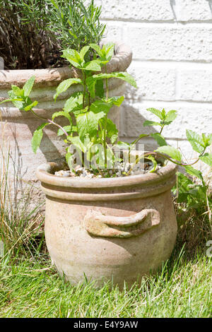 Plante de menthe poivrée, Mentha piperita, dans un pot dans un jardin anglais. Banque D'Images