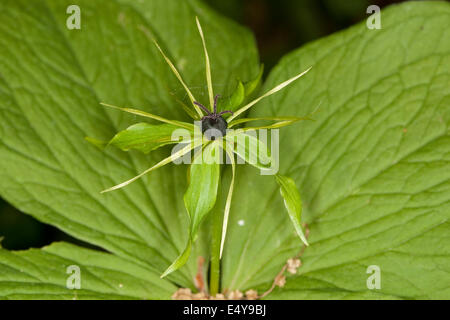 Herb Paris, une baie, Vierblättrige Einbeere, Paris quadrifolia Banque D'Images