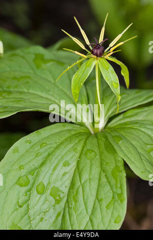 Herb Paris, une baie, Vierblättrige Einbeere, Paris quadrifolia Banque D'Images