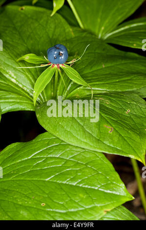 Herb Paris, une baie, fruits, Vierblättrige Einbeere, Frucht, Paris quadrifolia, Beere Banque D'Images