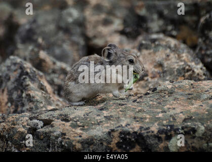 Pika munis (Ochotona collaris) est une petite que lagomorphes vit en champs de blocs dans le parc national Denali, en Alaska. Aussi connu Banque D'Images