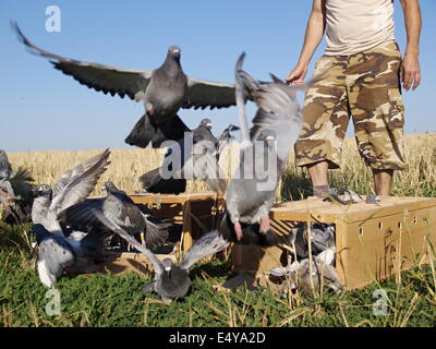 Pigeons voyageurs Banque D'Images