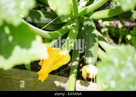 El Greco 'Courgette' de plus en plus un lit dans un jardin dans le Northamptonshire, Angleterre, RU Banque D'Images