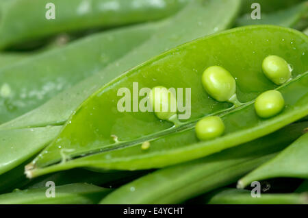 Succulentes vert pois sugar snap pour le dîner. Banque D'Images