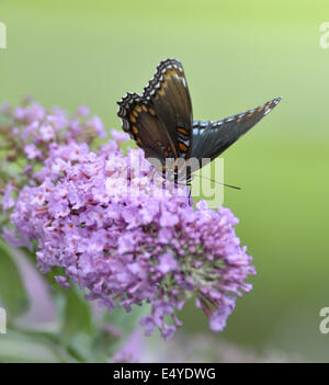 Red-Spotted Butterfly Amiral mauve Banque D'Images