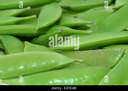 Succulentes vert pois sugar snap pour le dîner. Banque D'Images