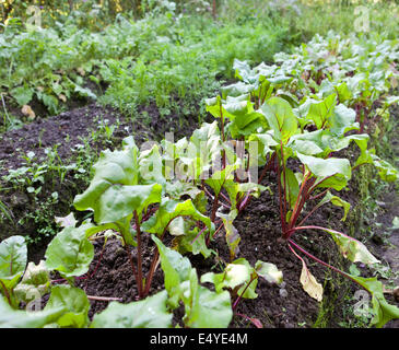 Lit dans un jardin avec des pousses de betterave Banque D'Images