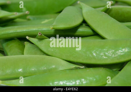 Succulentes vert pois sugar snap pour le dîner. Banque D'Images