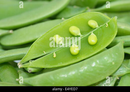 Succulentes vert pois sugar snap pour le dîner. Banque D'Images