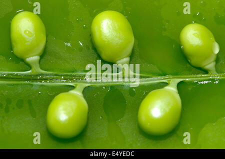 Succulentes vert pois sugar snap pour le dîner. Banque D'Images