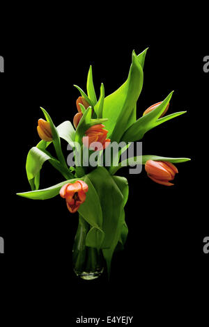 Bouquet de tulipes rouges sur fond noir Banque D'Images