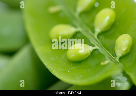 Succulentes vert pois sugar snap pour le dîner. Banque D'Images