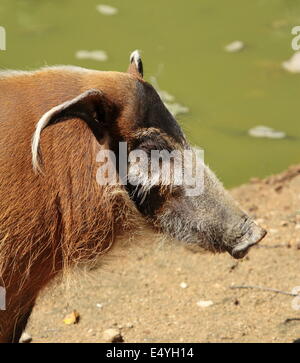 La rivière Rouge ou de porcs-potamochoerus portrait Banque D'Images