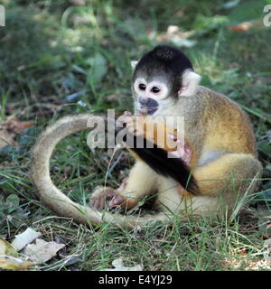 Singe écureuil manger sur le terrain Banque D'Images